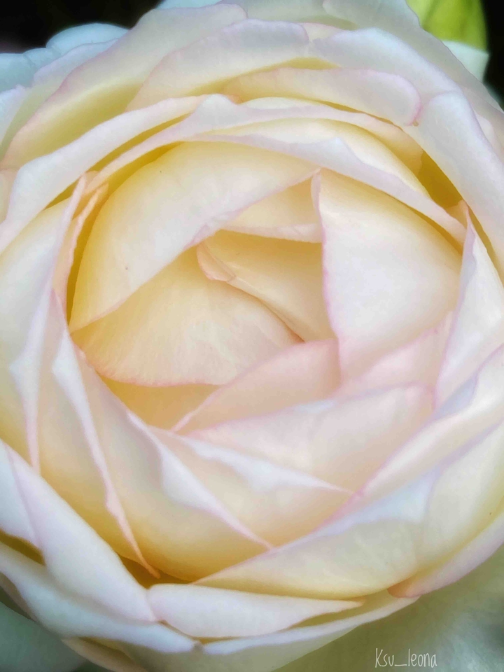 white rose