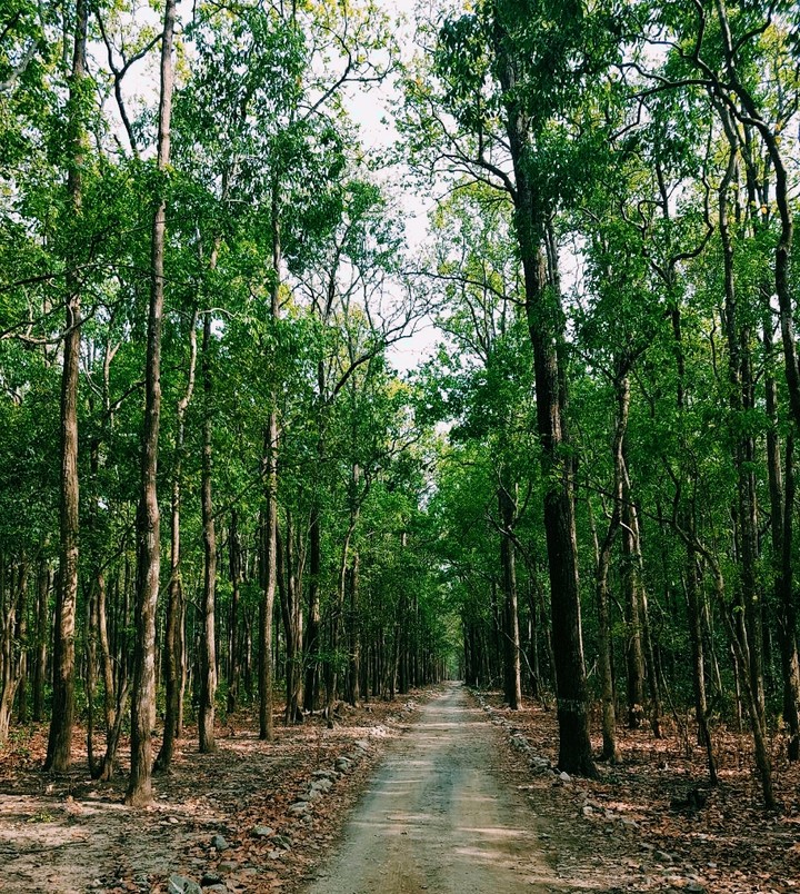 Forest