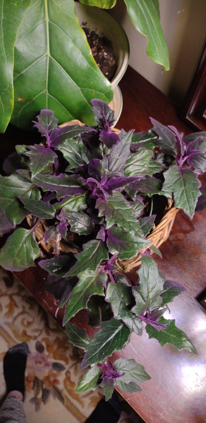 Beautiful Purple Velvet plant