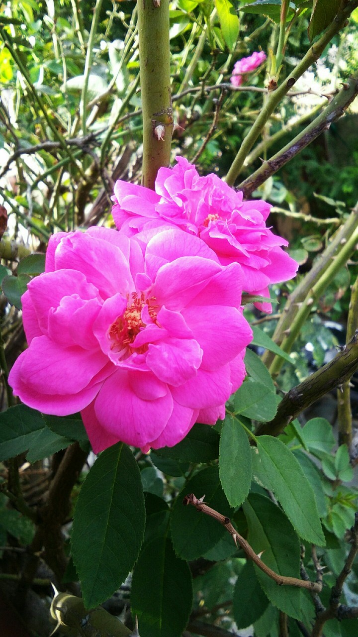 a lovely morning