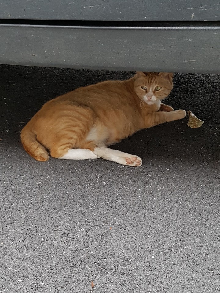 고양이