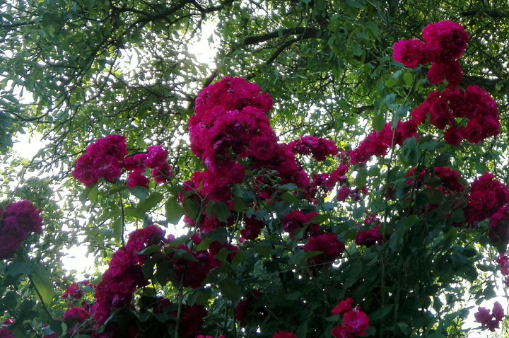 Flower Power!