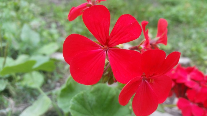 red flower