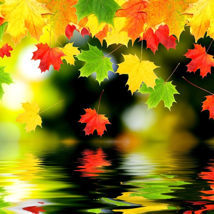 chinar leaves
