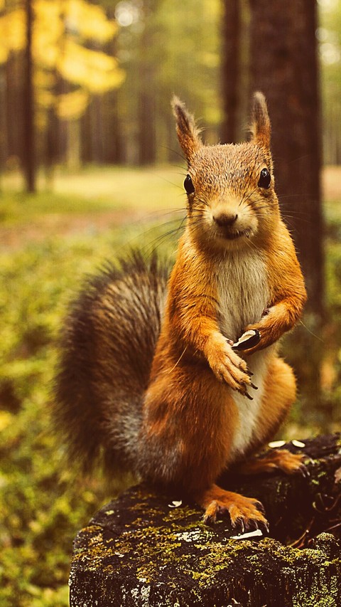 animal wallpaper