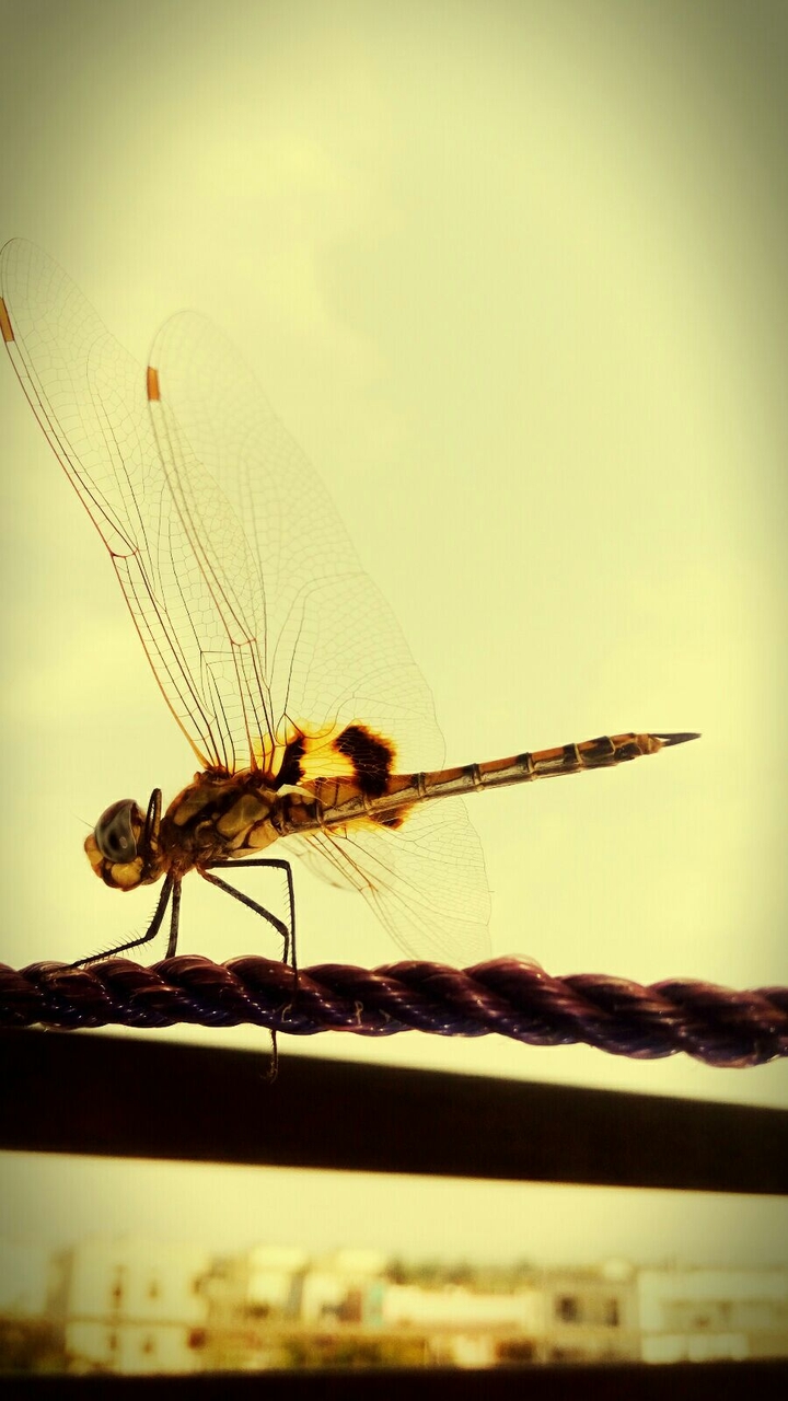 dragon fly