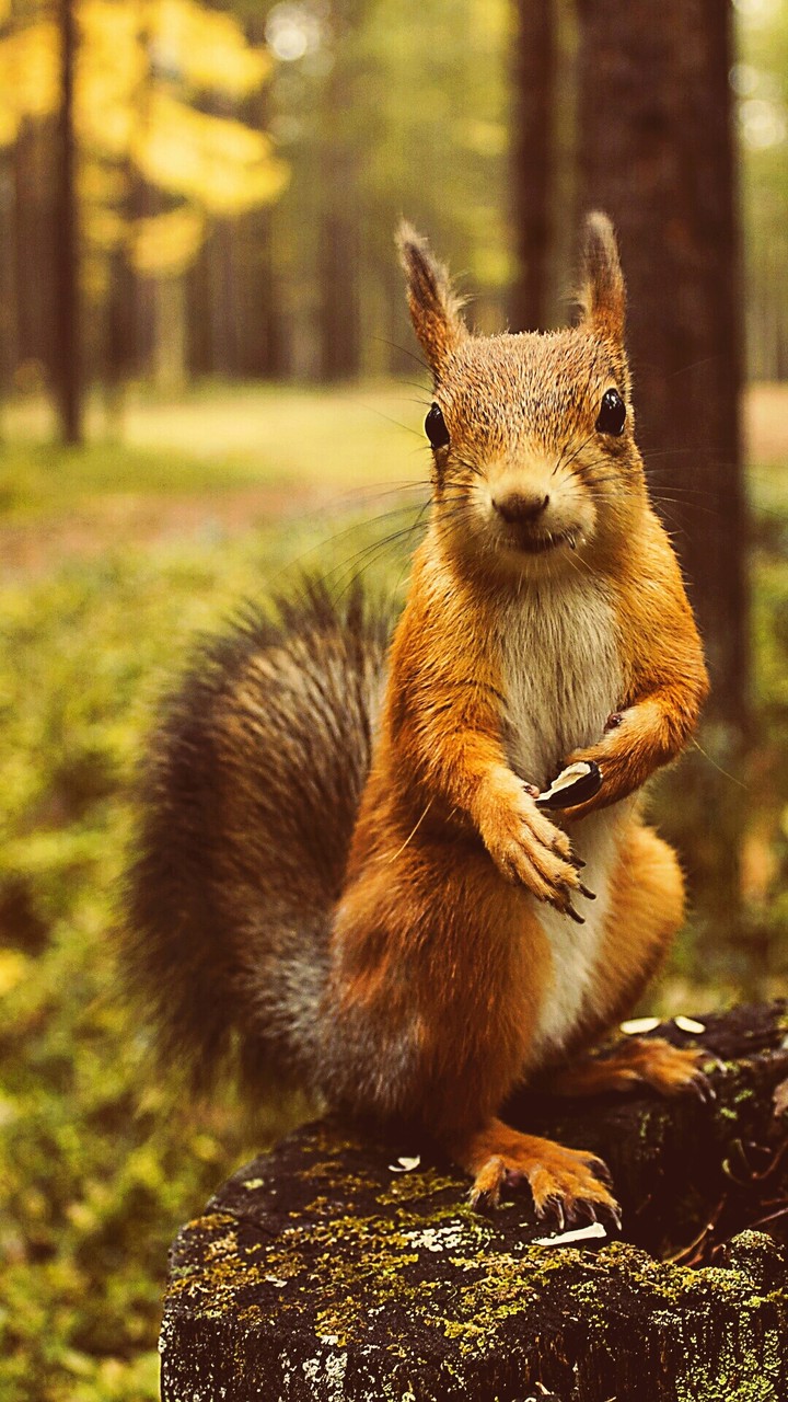 animal wallpaper