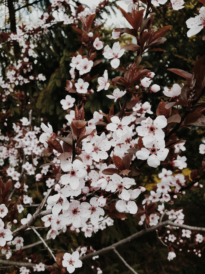 Spring in soul
