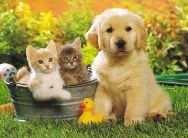 Friends
