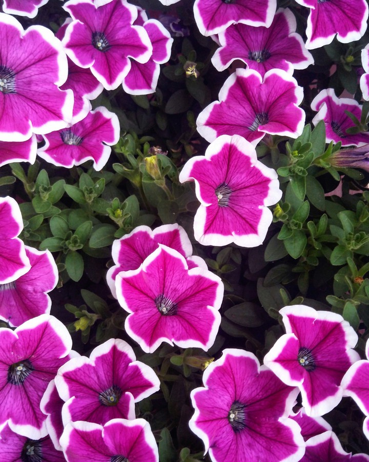 fiori