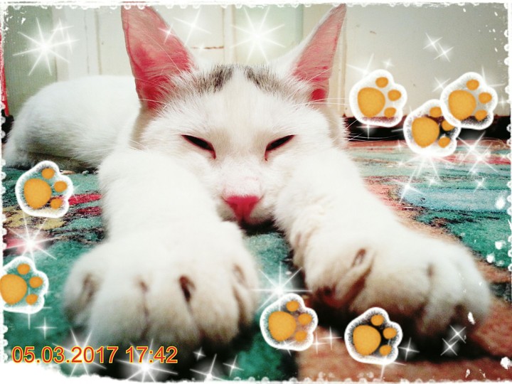 котейка