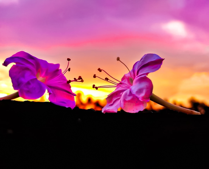Flowers. Sunset