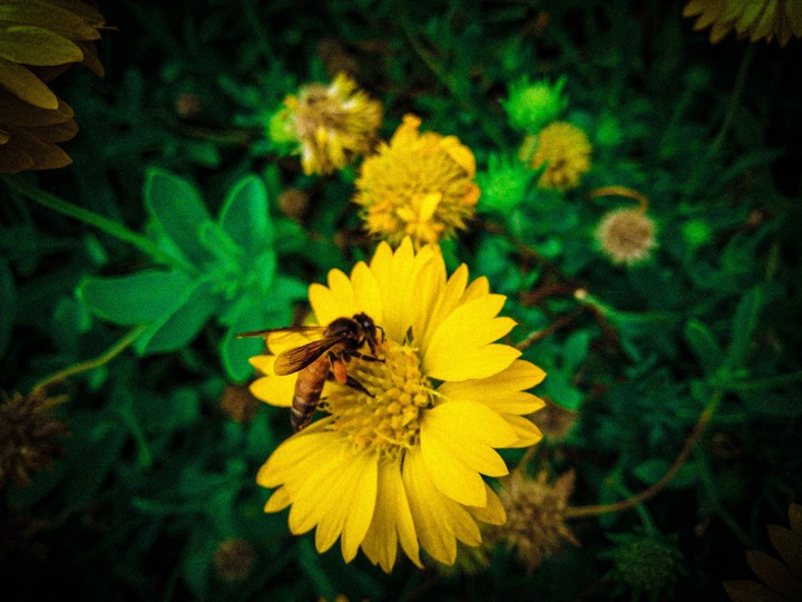 Sunflower? with honey? bee