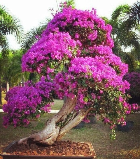 sfondi houseplant, flowerpot