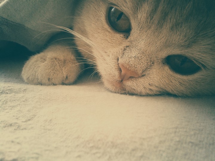 my cat
