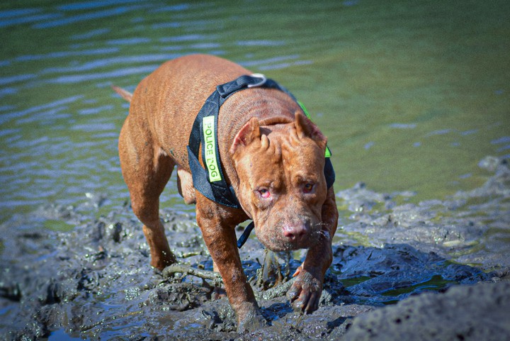 dog