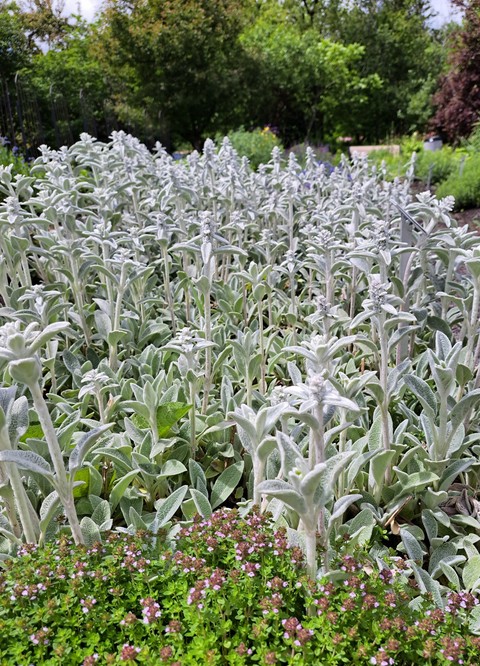 sfondi herb, Garden