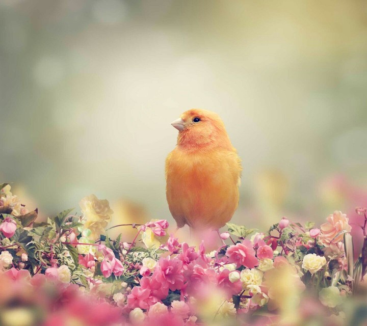 A bird with flowers
