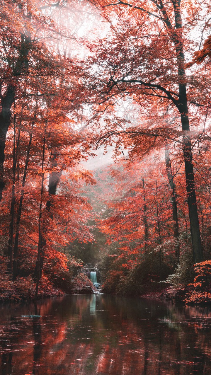 arboles rojos