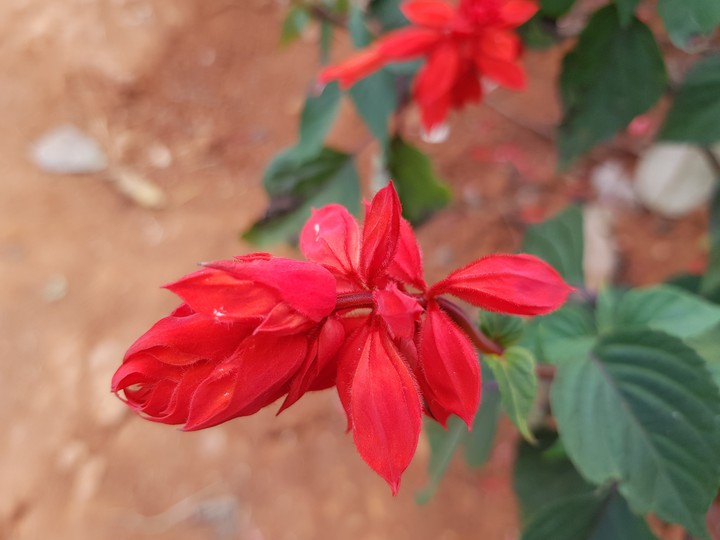 Red Flower