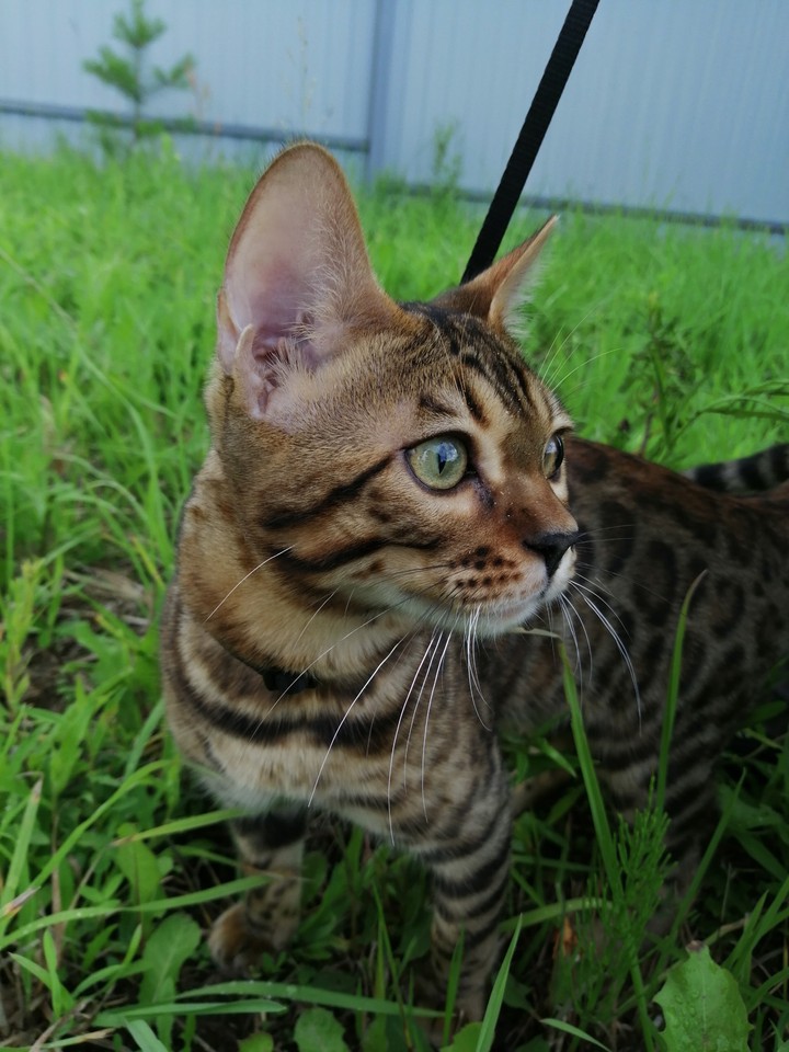 бенгальский кот