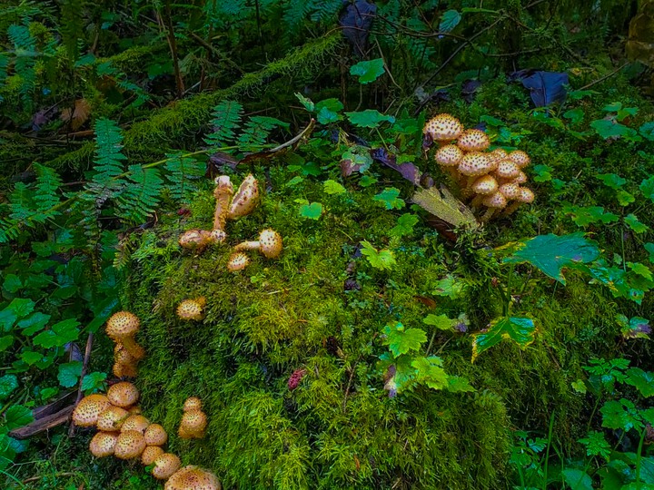 AG