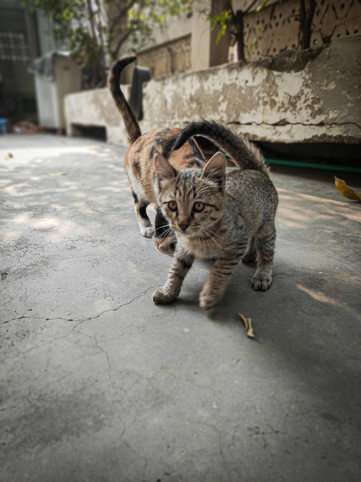 kitten with mom