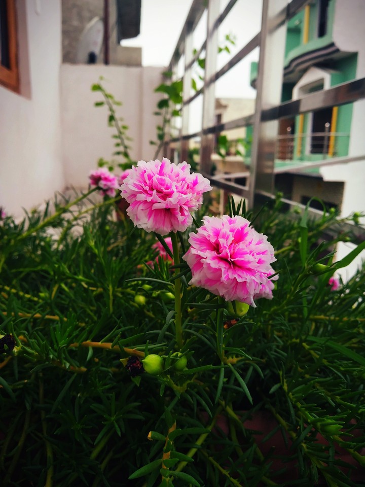 flower ?