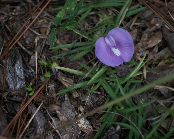 purple flower
