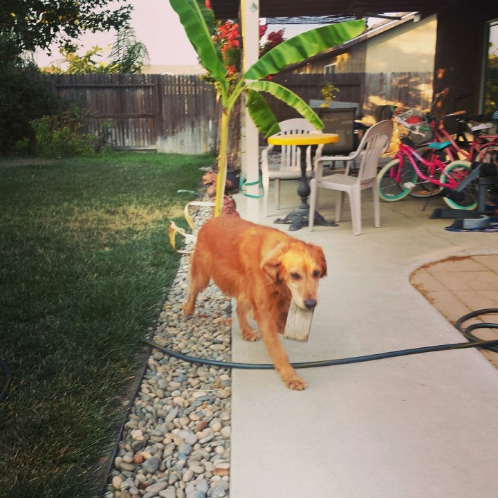 cute dog
