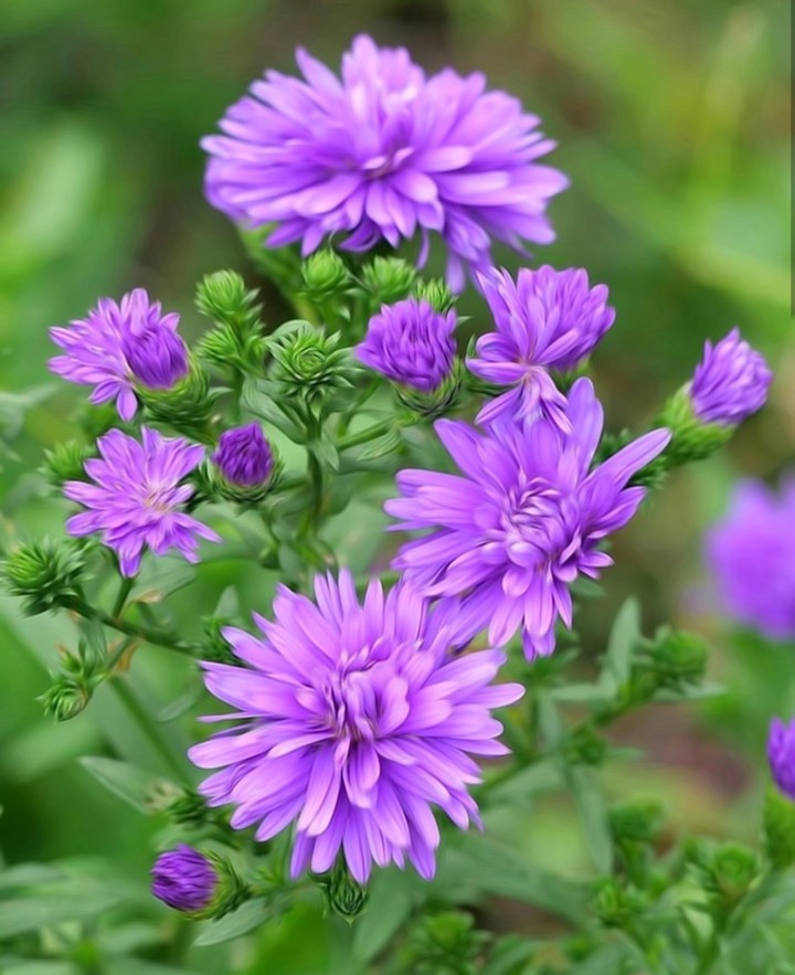 purple