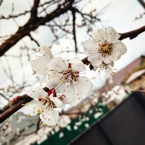 шпалери blossom, branch