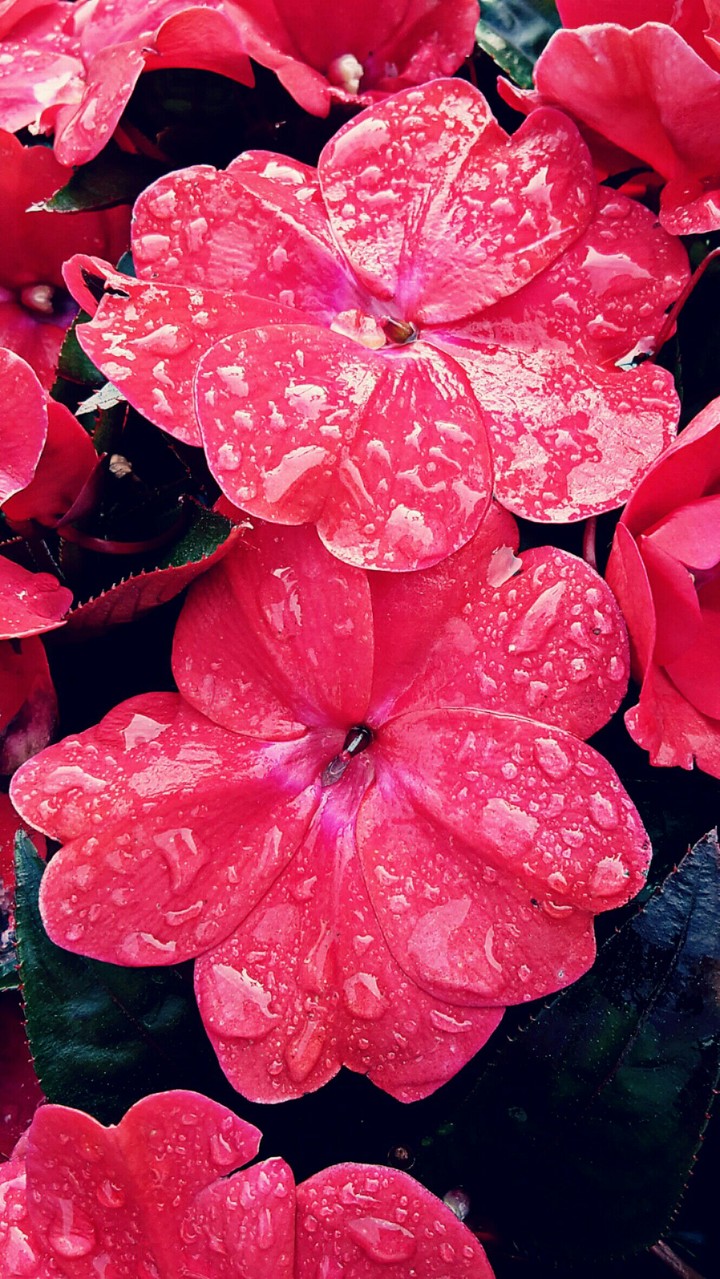 Wet Plant