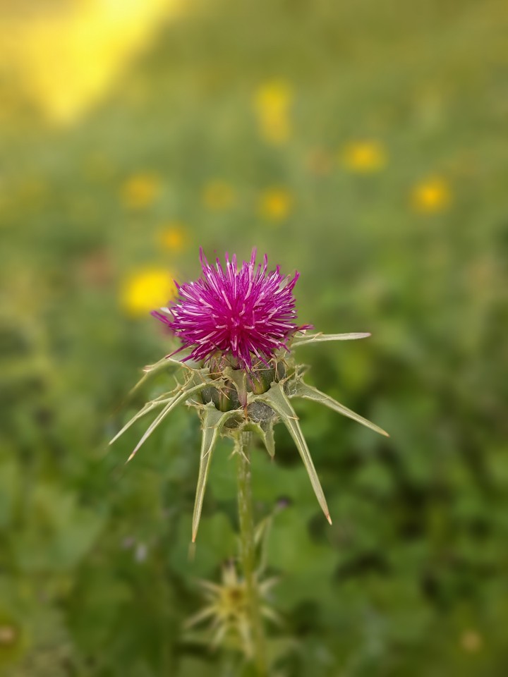 Spring