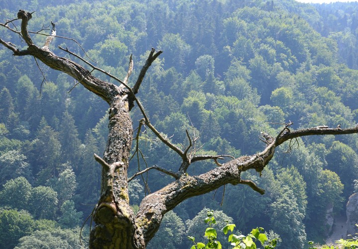tree
