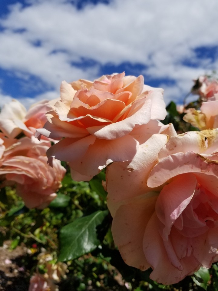 Orange Roses