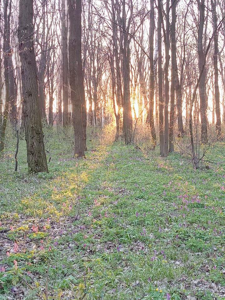 spring in the forest