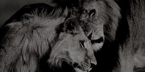 lion and lioness