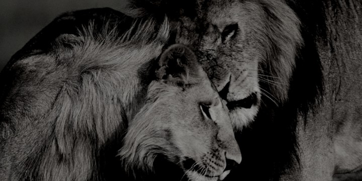 lion and lioness
