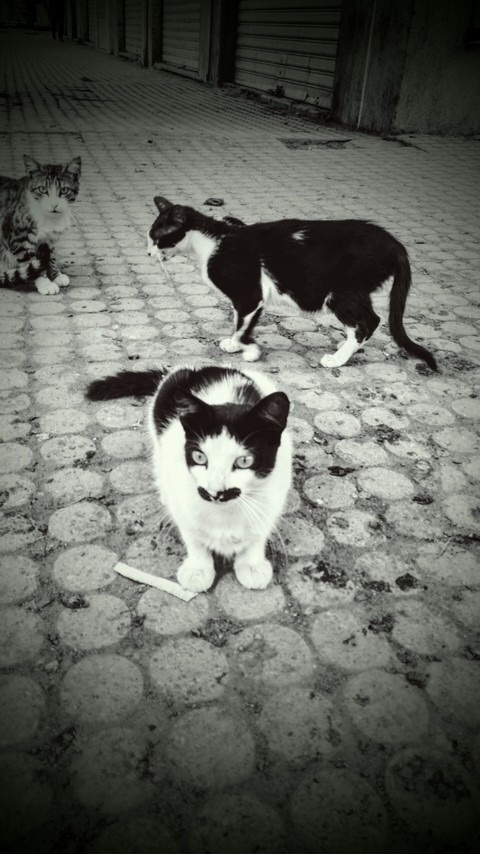Scarface Moustache Cat