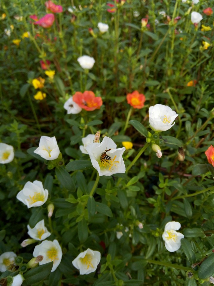 Lovely Flowers