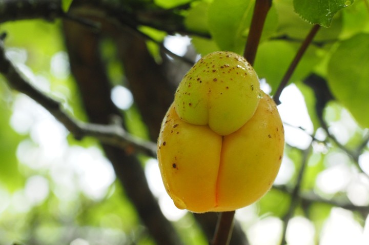 apricot