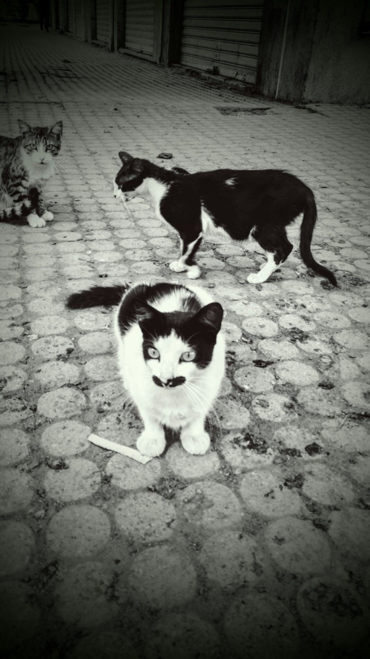 Scarface Moustache Cat