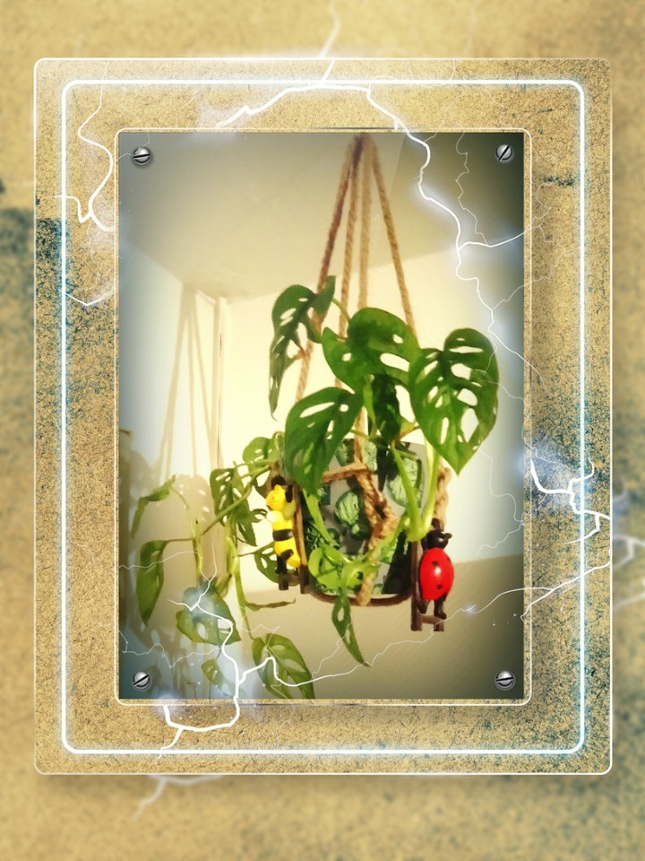 Monstera