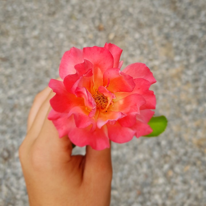 Fiore