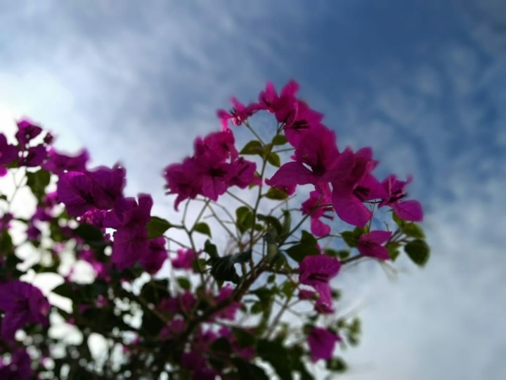 Pink//Flower//Roz//