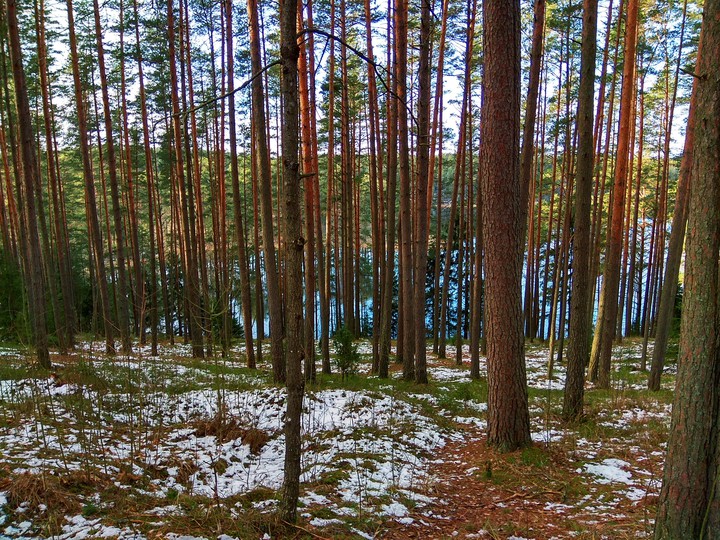 Сосны