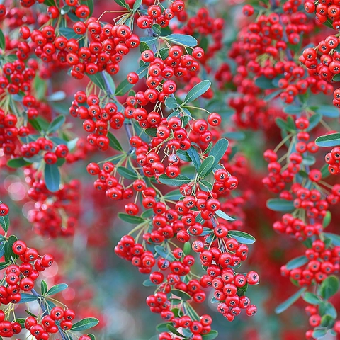 sfondi flower, heteromeles