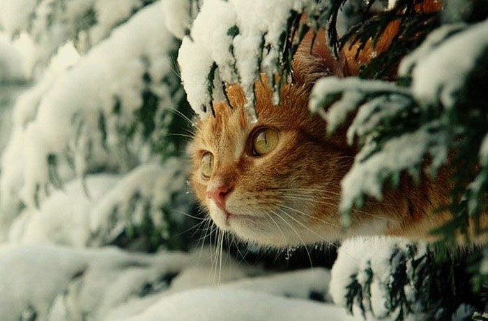 Aww