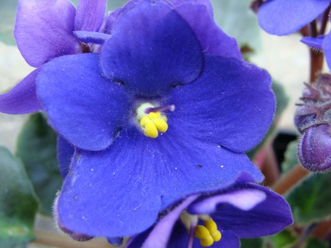 Violeta